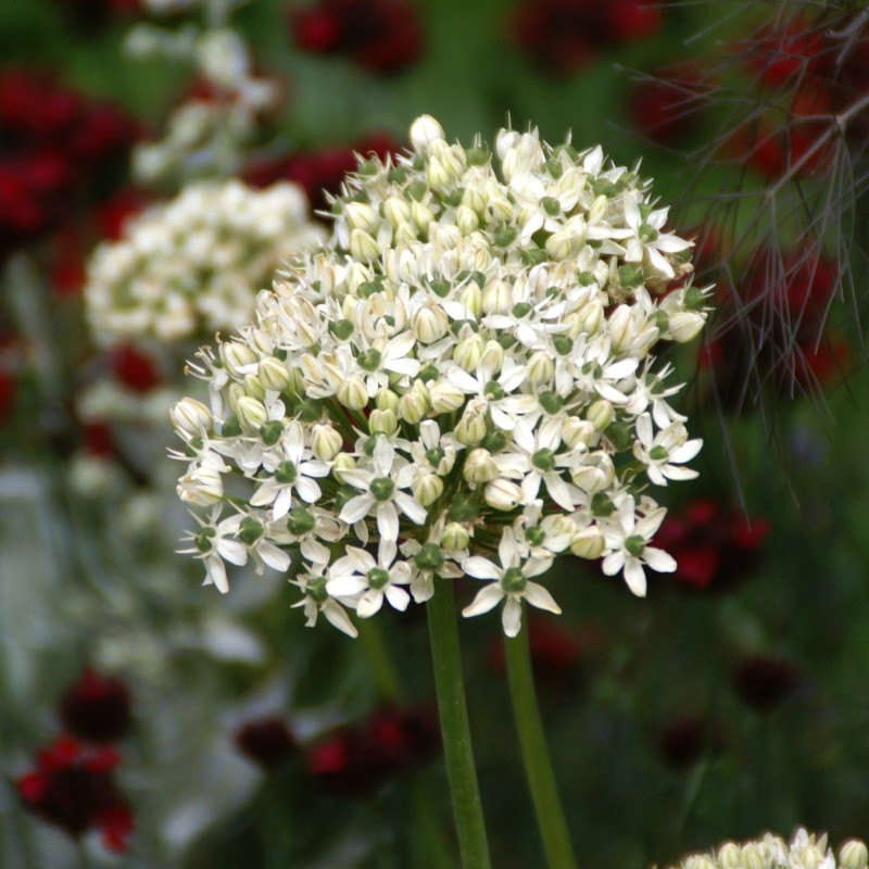 Allium nigrum Allium nigrum