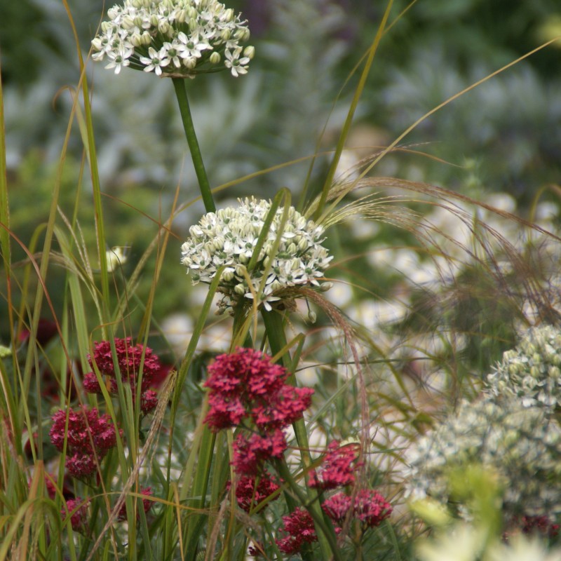 Allium nigrum Allium nigrum