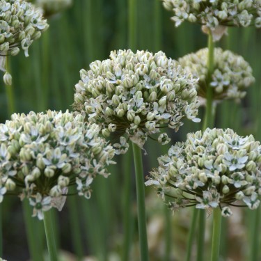 Allium nigrum Allium nigrum