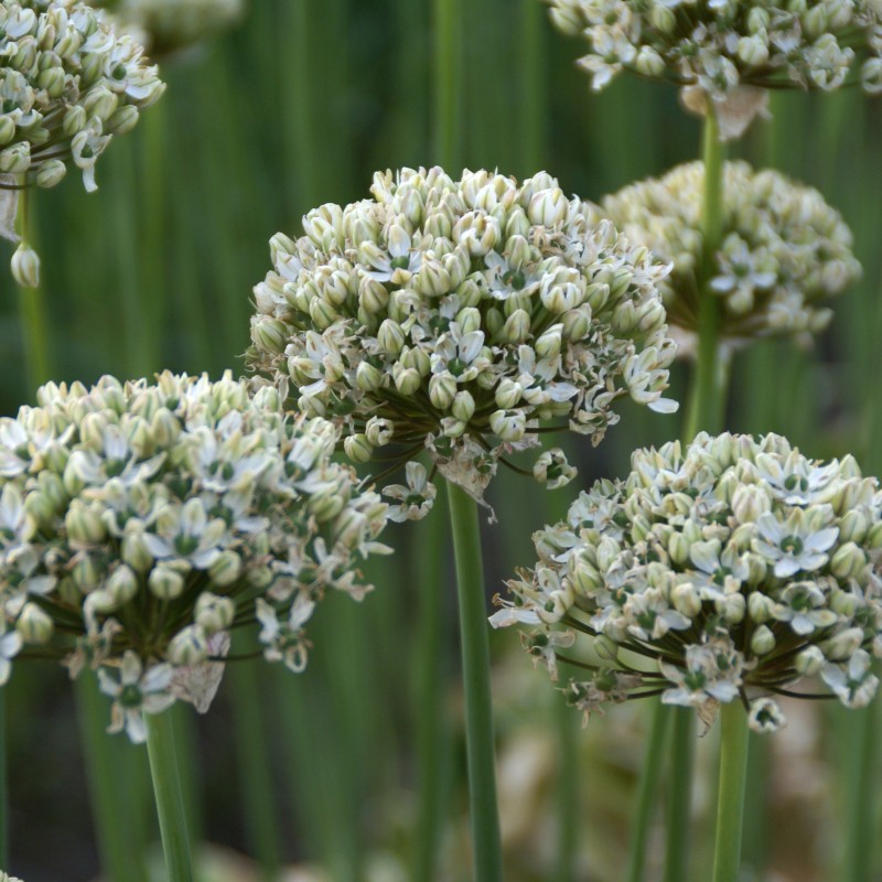 Allium nigrum Allium nigrum