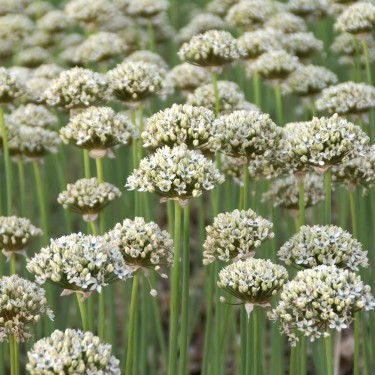 Allium nigrum Allium nigrum