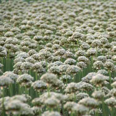 Allium nigrum Allium nigrum
