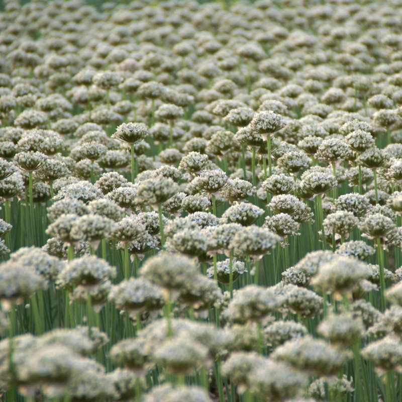 Allium nigrum Allium nigrum