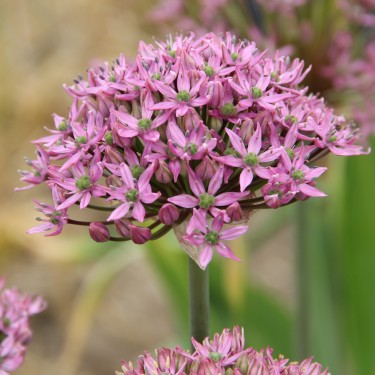 Allium nigrum 'Pink Jewel'