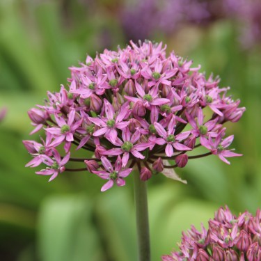 Allium nigrum 'Pink Jewel' Allium nigrum 'Pink Jewel'