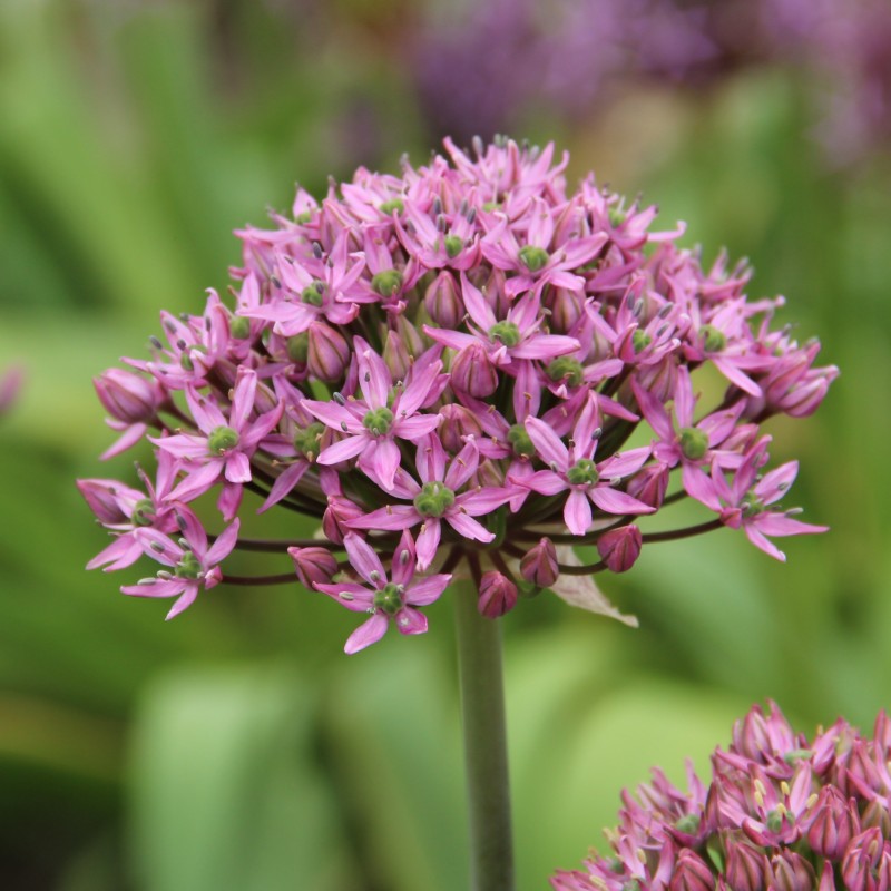 Allium nigrum 'Pink Jewel' Allium nigrum 'Pink Jewel'