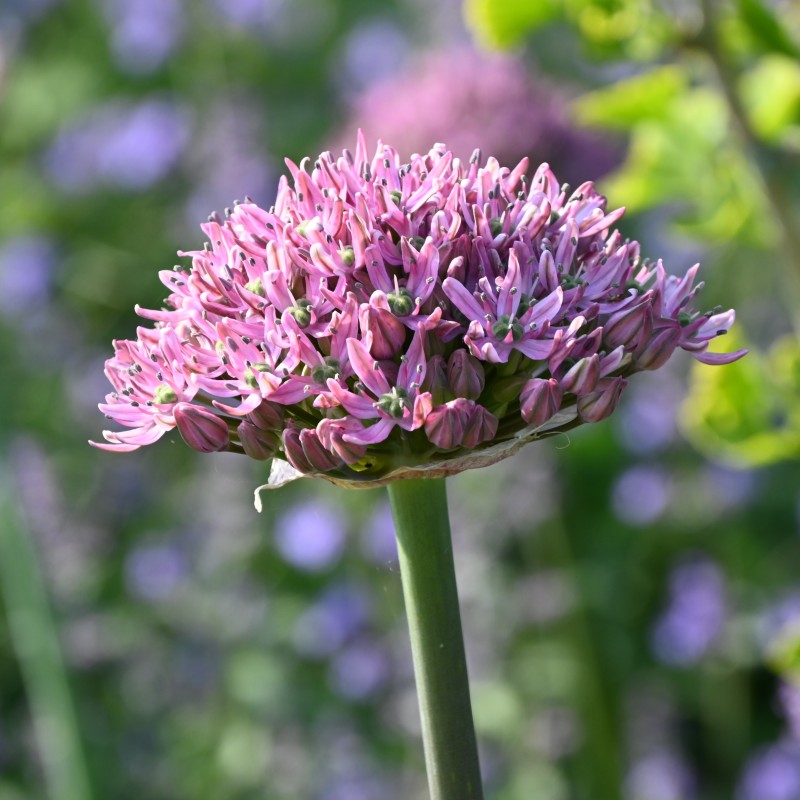 Allium nigrum 'Pink Jewel' Allium nigrum 'Pink Jewel'