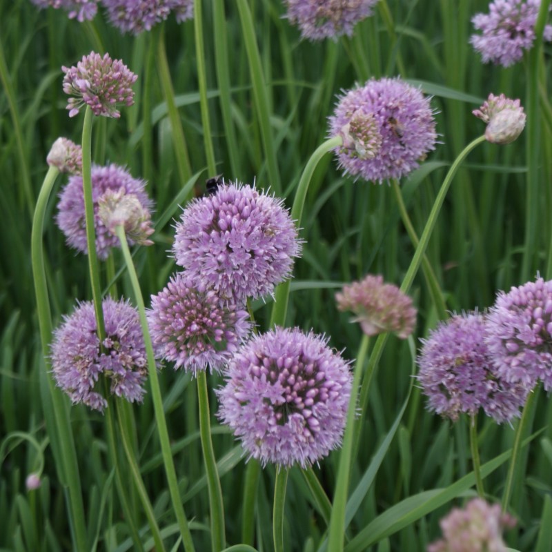 Allium nutans 'Caroline' Allium nutans 'Caroline'