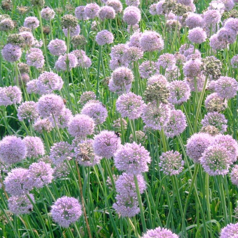 Allium nutans 'Caroline' Allium nutans 'Caroline'