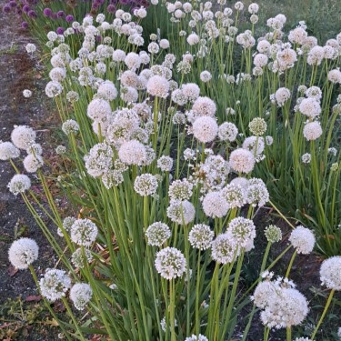 Allium nutans -wit- Allium nutans -wit-