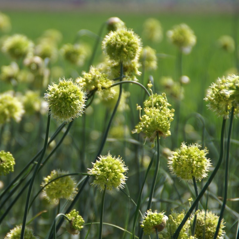 Allium obliquum Allium obliquum