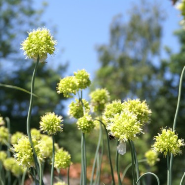 Allium obliquum Allium obliquum