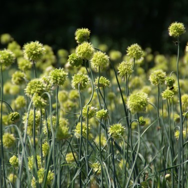 Allium obliquum Allium obliquum