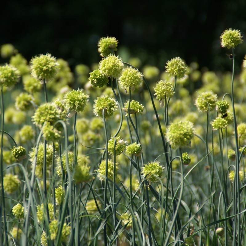Allium obliquum Allium obliquum