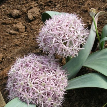 Allium akaka Allium akaka
