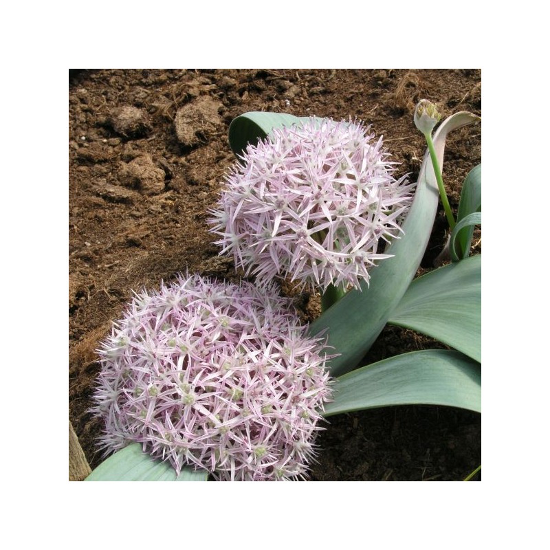 Allium akaka Allium akaka