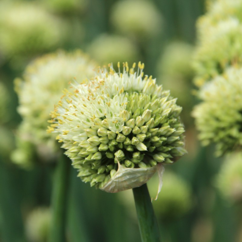 Allium pskemense Allium pskemense