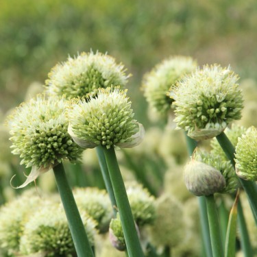 Allium pskemense Allium pskemense