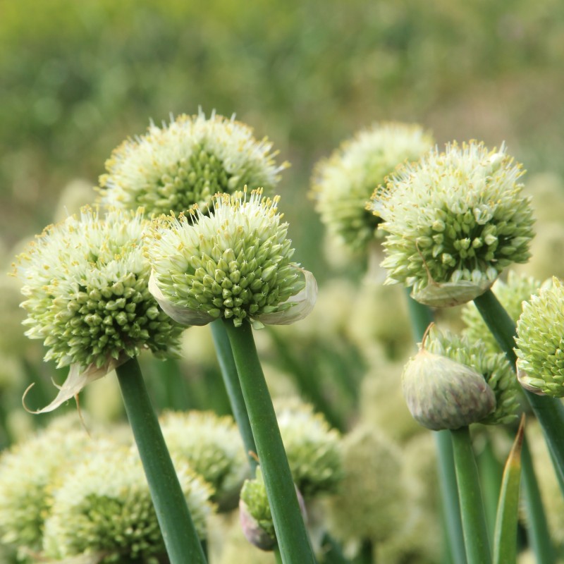 Allium pskemense Allium pskemense