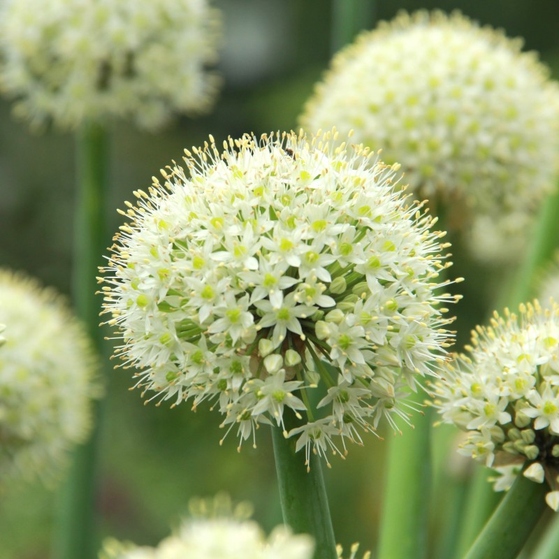 Allium pskemense Allium pskemense