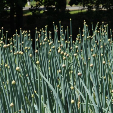Allium pskemense Allium pskemense