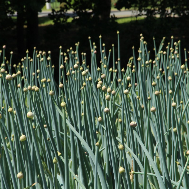 Allium pskemense Allium pskemense