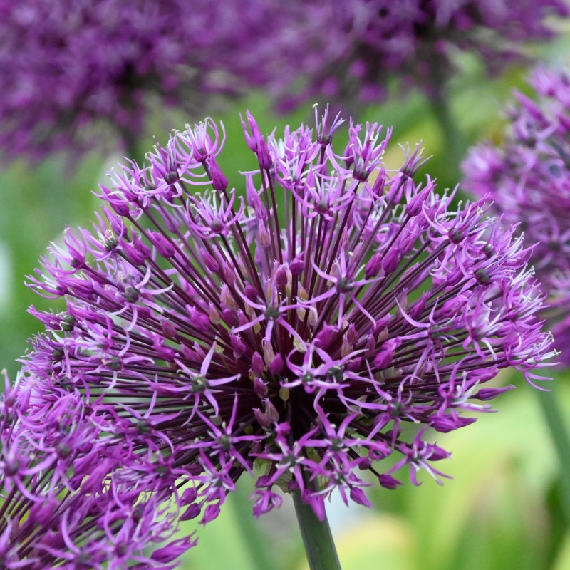 Allium rosenbachianum 'Early Emperor' Allium rosenbachianum 'Early Emperor'