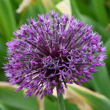 Allium rosenbachianum 'Early Emperor' Allium rosenbachianum 'Early Emperor'