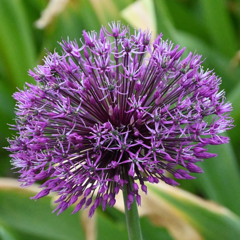 Allium rosenbachianum 'Early Emperor' Allium rosenbachianum 'Early Emperor'