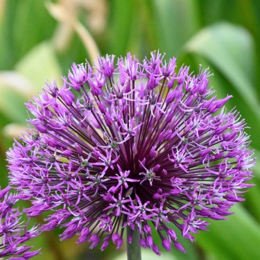 Allium rosenbachianum 'Early Emperor' Allium rosenbachianum 'Early Emperor'
