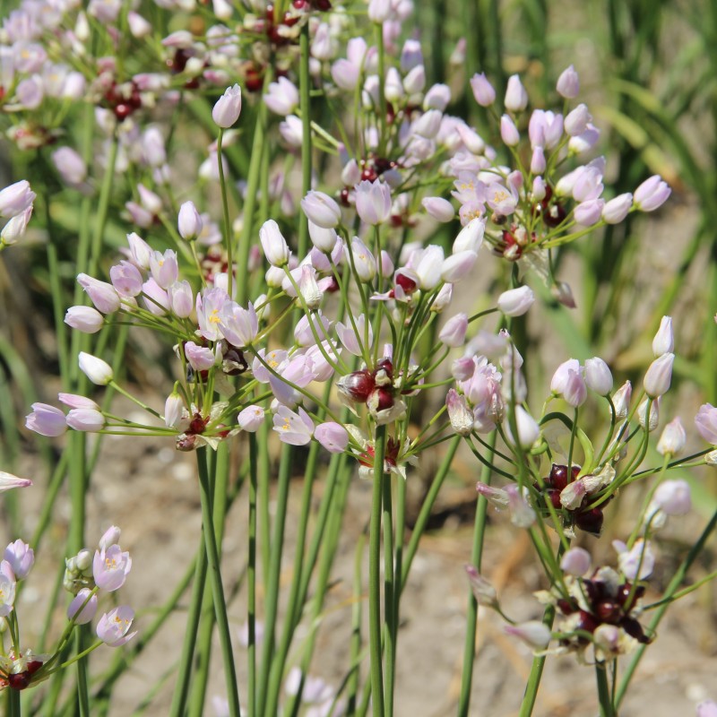 Allium roseum Allium roseum