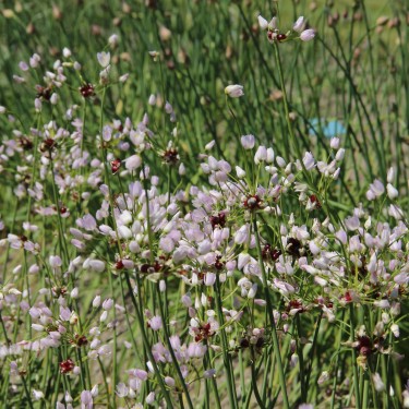 Allium roseum Allium roseum