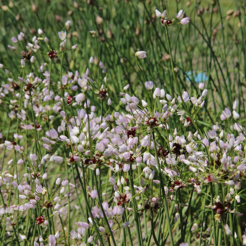 Allium roseum Allium roseum