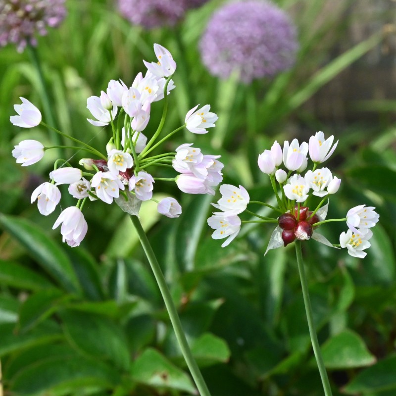 Allium roseum Allium roseum