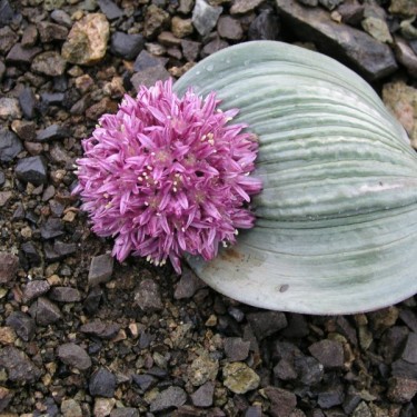 Allium akaka Allium akaka