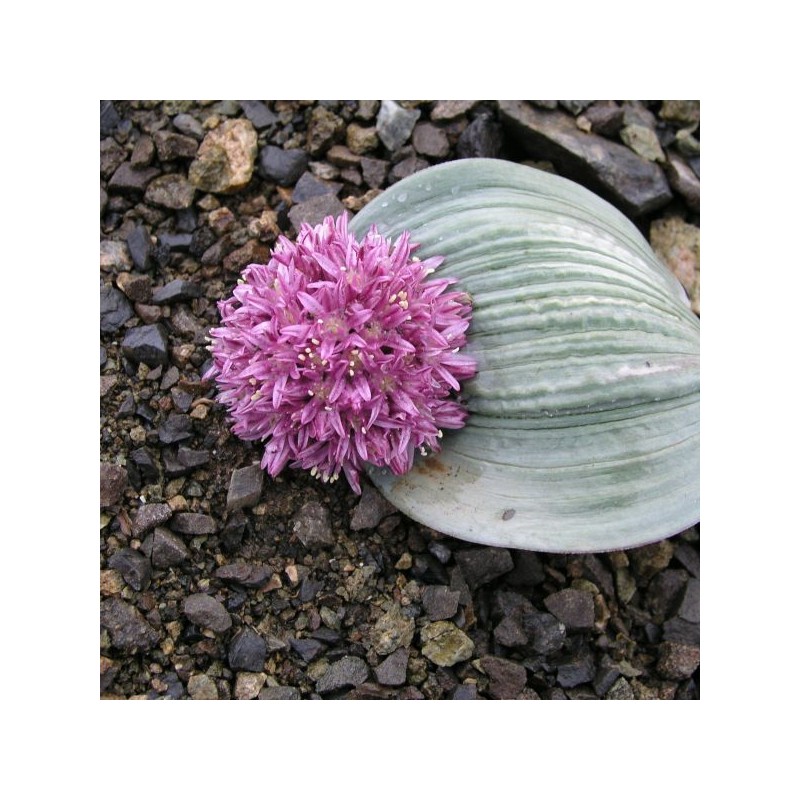 Allium akaka Allium akaka