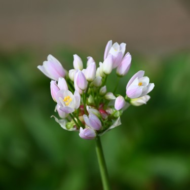 Allium roseum Allium roseum