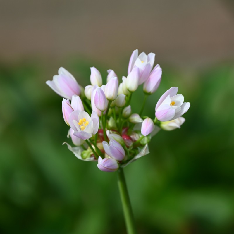 Allium roseum Allium roseum