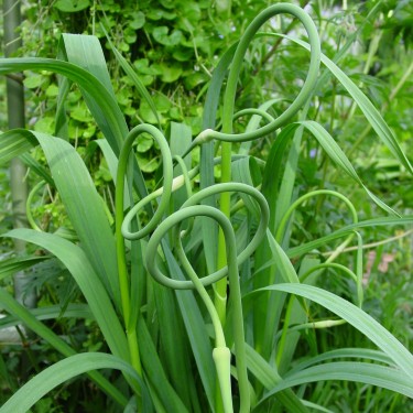 Allium sativum v. ophioscorodon Allium sativum v. ophioscorodon