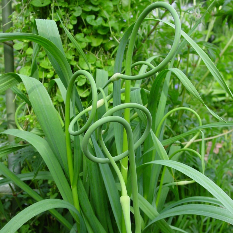 Allium sativum v. ophioscorodon Allium sativum v. ophioscorodon