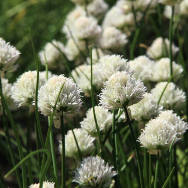Allium schoenoprasum 'Corsican White'
