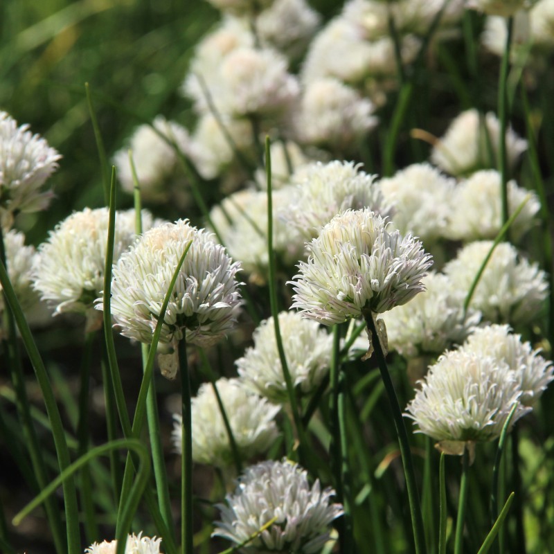 Allium schoenoprasum 'Corsican White' Allium schoenoprasum 'Corsican White'