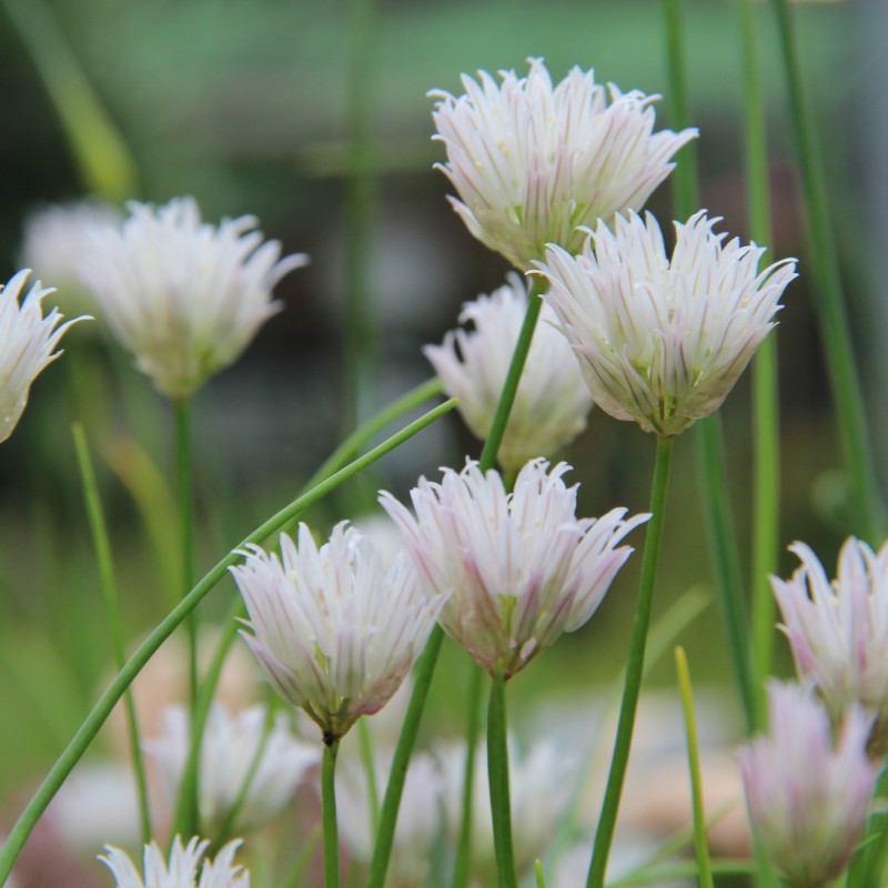 Allium schoenoprasum 'Corsican White' Allium schoenoprasum 'Corsican White'