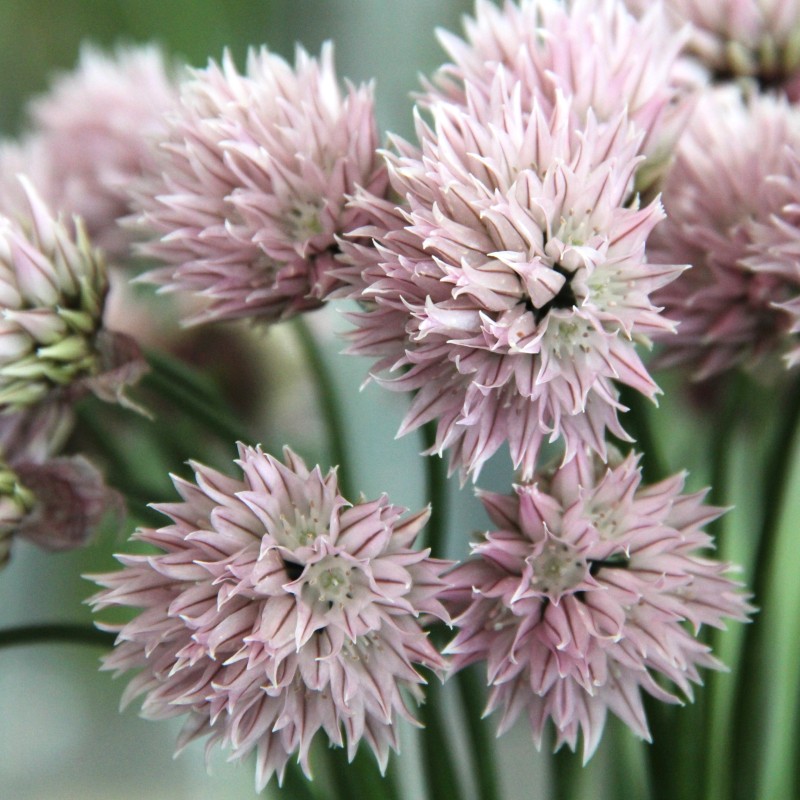 Allium schoenoprasum forma albiflorum Allium schoenoprasum forma albiflorum