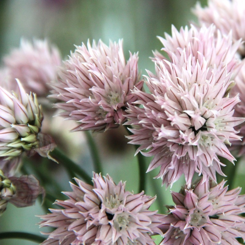 Allium schoenoprasum forma albiflorum Allium schoenoprasum forma albiflorum