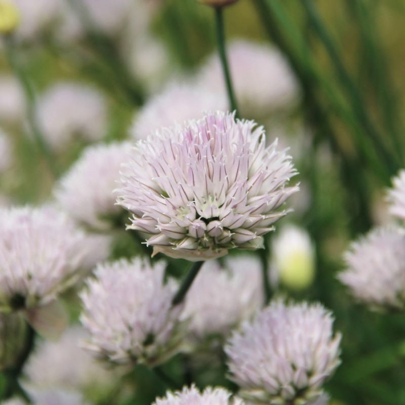 Allium schoenoprasum forma albiflorum Allium schoenoprasum forma albiflorum