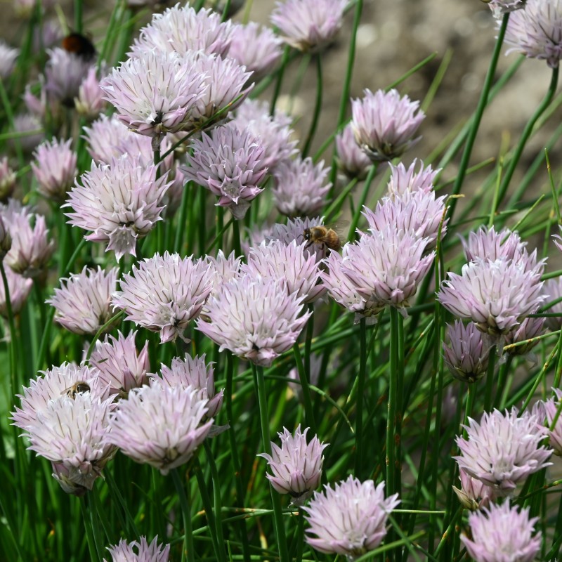 Allium schoenoprasum forma albiflorum Allium schoenoprasum forma albiflorum