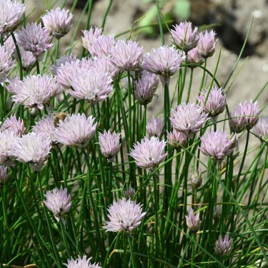 Allium schoenoprasum forma albiflorum Allium schoenoprasum forma albiflorum