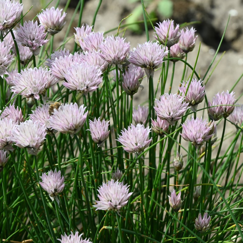 Allium schoenoprasum forma albiflorum Allium schoenoprasum forma albiflorum