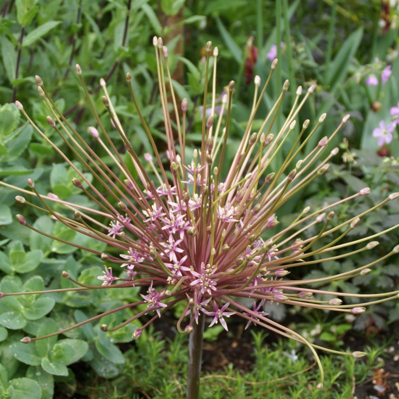 Allium schubertii Allium schubertii